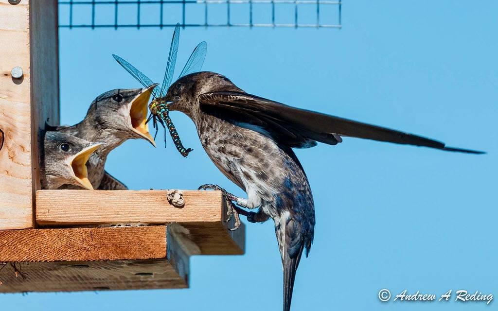 female purple martin feeding darner to chick by Andrew Reding is licensed under CC BY-NC-ND 2.0